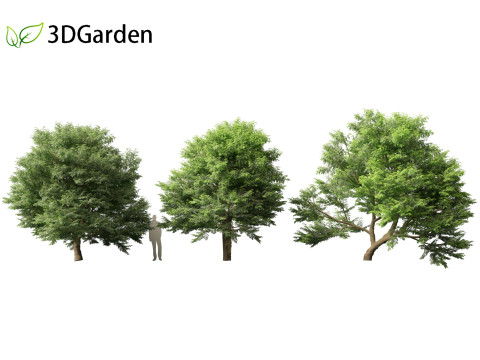 Tamarindus indica - Tamarind tree Modelo 3D