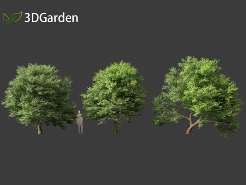 Tamarindus indica - Tamarind tree Modelo 3D