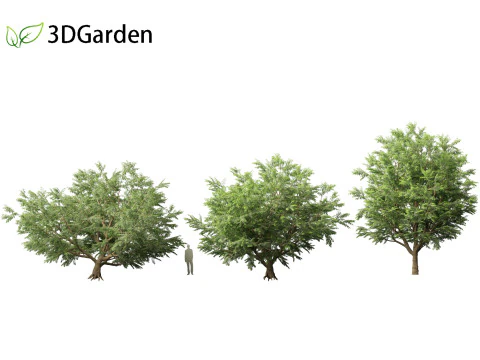 Tamarindus indica - Albero di tamarindo Modello 3D