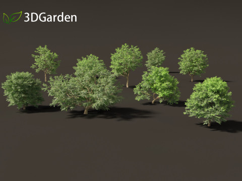 Tamarindus indica - Tamarind tree Modelo 3D