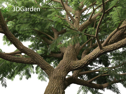 Tamarindus indica - Tamarind tree Modelo 3D