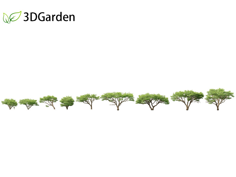 Vachellia tortilis - Umbrella thorn acacia 3D 모델 .c4d .max .obj .3ds .fbx .stl .blend 