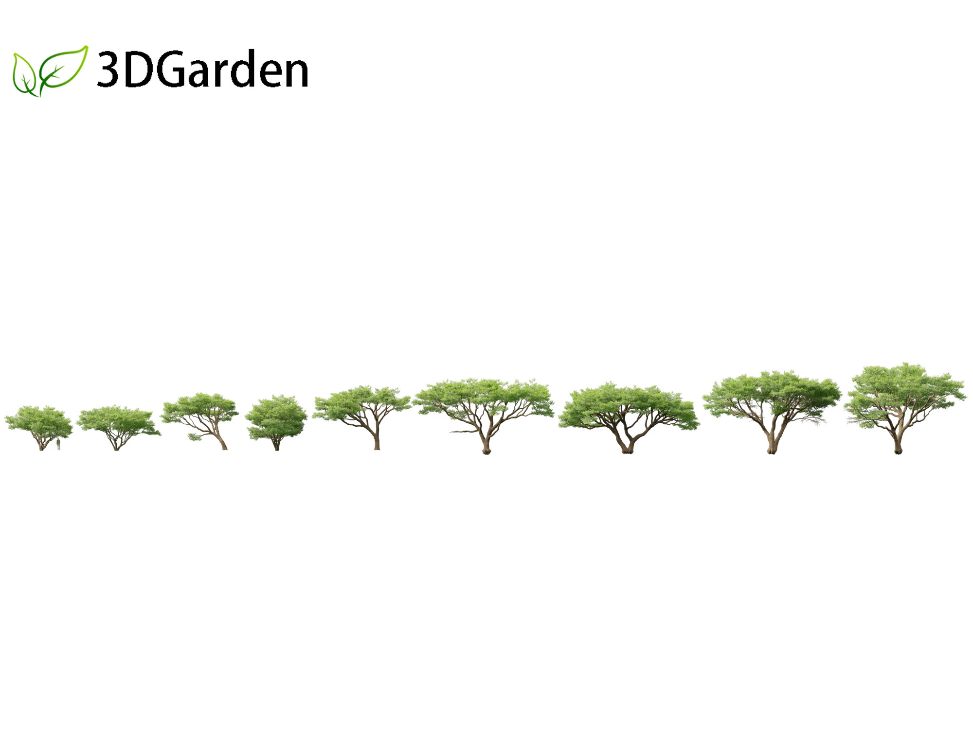 Vachellia tortilis - Umbrella thorn acacia 3D Model .c4d .max .obj .3ds .fbx .stl .blend 