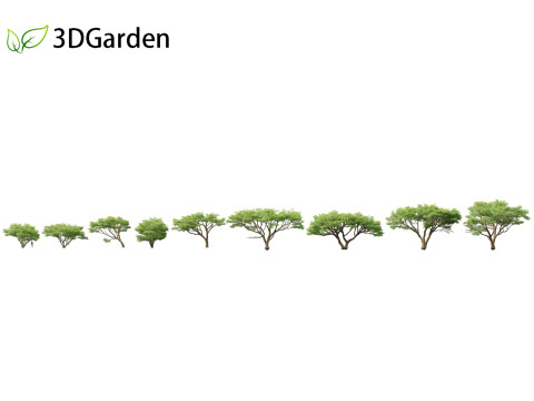 Vachellia tortilis - Umbrella thorn acacia 3Dモデル