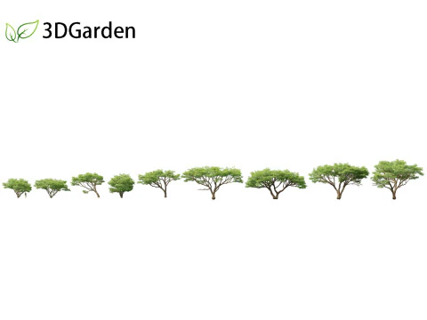 Vachellia tortilis - 傘とげアカシア 3Dモデル