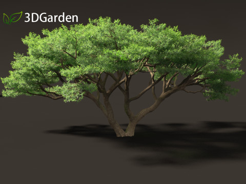 Vachellia tortilis - Umbrella thorn acacia 3D 모델