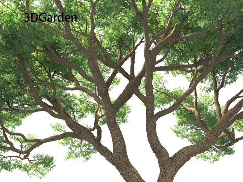 Vachellia tortilis - Umbrella thorn acacia 3D 모델