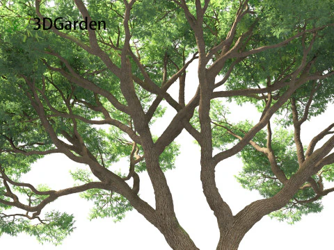 Vachellia tortilis - Umbrella thorn acacia 3D Model