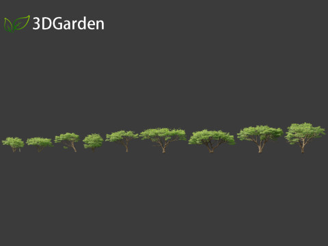 Vachellia tortilis - Umbrella thorn acacia 3D 모델