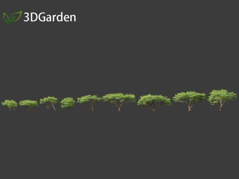 Vachellia tortilis - Umbrella thorn acacia 3D Model