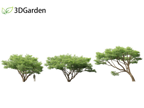 Vachellia tortilis - Umbrella thorn acacia 3D 모델