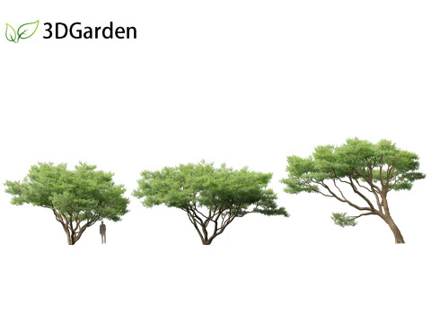 Vachellia tortilis - Umbrella thorn acacia 3D Model