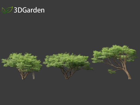 Vachellia tortilis - Umbrella thorn acacia 3D 모델
