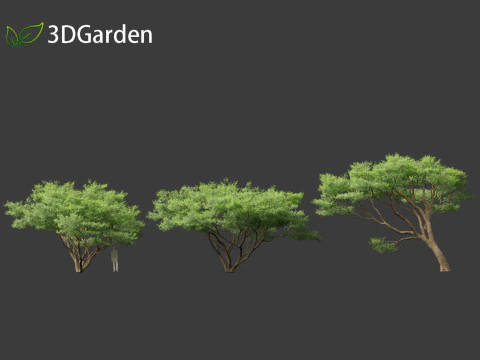 Vachellia tortilis - Umbrella thorn acacia 3D Model