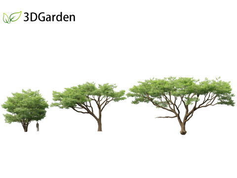 Vachellia tortilis - Umbrella thorn acacia 3D 모델