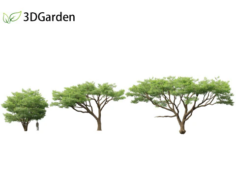 Vachellia tortilis - Umbrella thorn acacia 3D Model