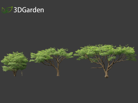 Vachellia tortilis - Umbrella thorn acacia 3D 모델