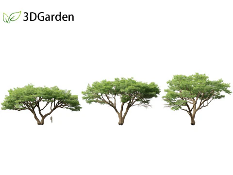 Vachellia tortilis - Umbrella thorn acacia 3D Model