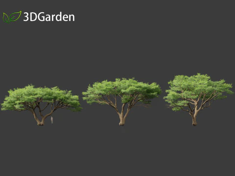 Vachellia tortilis - Umbrella thorn acacia 3D Model