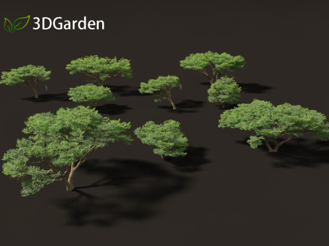 Vachellia tortilis - Umbrella thorn acacia 3D 모델