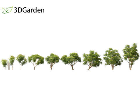 Averrhoa bilimbi - &aacute;rbol de pepino Modelo 3D