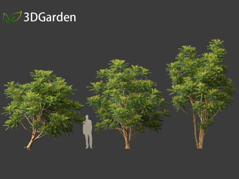 Averrhoa bilimbi - Cucumber Tree Model 3D