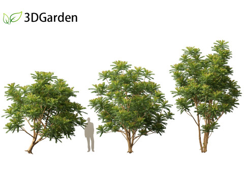 Averrhoa bilimbi - Cucumber Tree Model 3D