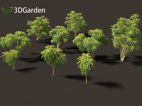 Averrhoa bilimbi - Cucumber Tree Model 3D