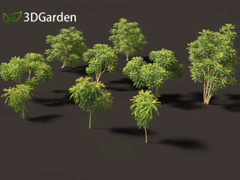 Averrhoa bilimbi - Cucumber Tree 3D Model
