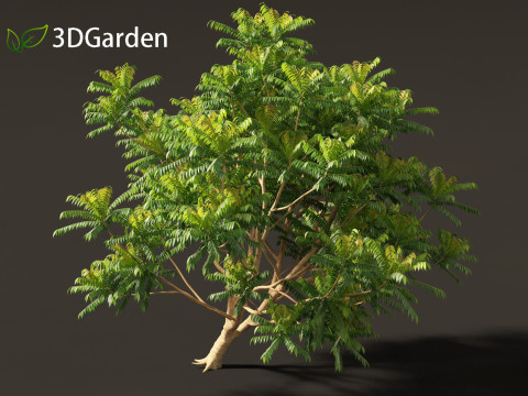 Averrhoa bilimbi - Cucumber Tree Model 3D