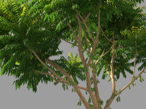 Averrhoa bilimbi - Cucumber Tree Model 3D
