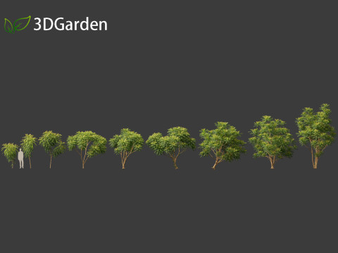 Averrhoa bilimbi - Cucumber Tree Model 3D