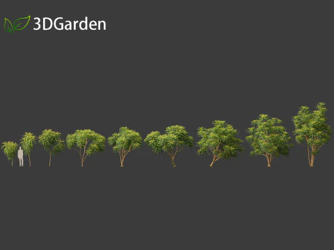 Averrhoa bilimbi - Cucumber Tree 3D Model