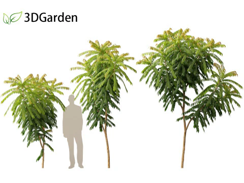 Averrhoa bilimbi - Cucumber Tree 3D Model