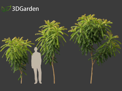 Averrhoa bilimbi - Cucumber Tree Model 3D