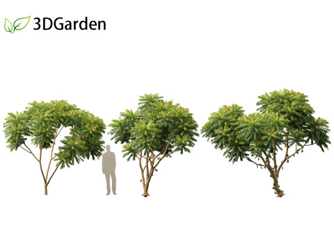 Averrhoa bilimbi - Cucumber Tree Model 3D