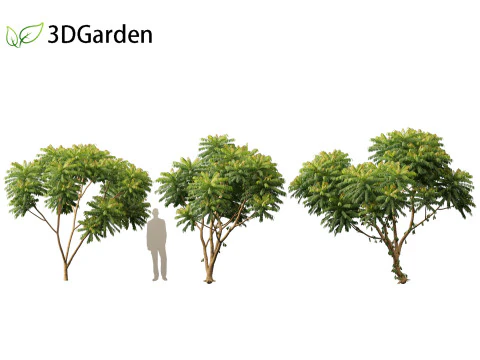 Averrhoa bilimbi - Cucumber Tree 3D Model