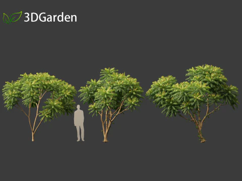 Averrhoa bilimbi - Cucumber Tree 3D Model