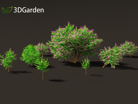Bauhinia purpurea - Orchid Tree 3D Model