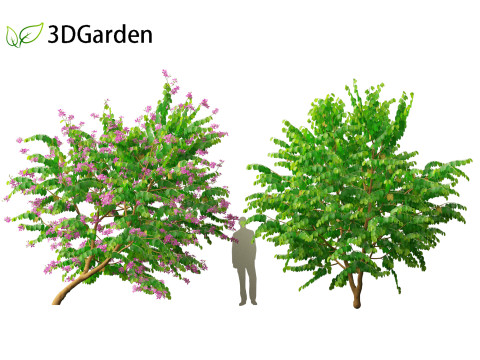 Bauhinia purpurea - Orchid Tree 3D Model