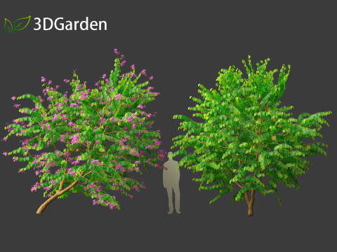 Bauhinia purpurea - Orchid Tree 3D Model
