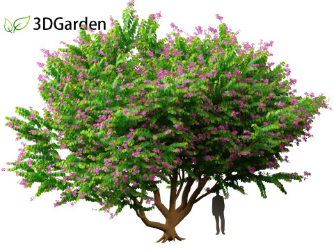 Bauhinia purpurea - Orchid Tree 3D Model
