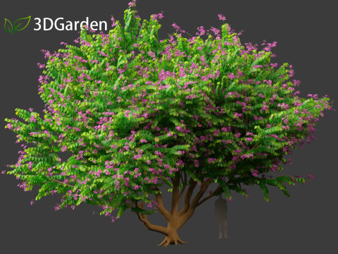 Bauhinia purpurea - Orchid Tree 3D Model