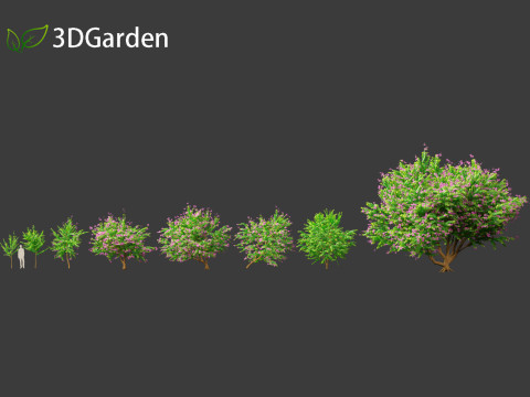 Bauhinia purpurea - Orchid Tree 3D Model