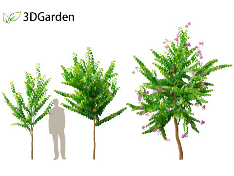 Bauhinia purpurea - Orchid Tree 3D Model