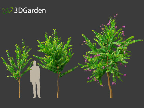 Bauhinia purpurea - Orchid Tree 3D Model