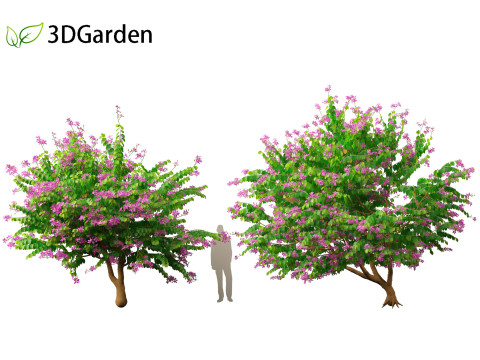 Bauhinia purpurea - Orchid Tree 3D Model