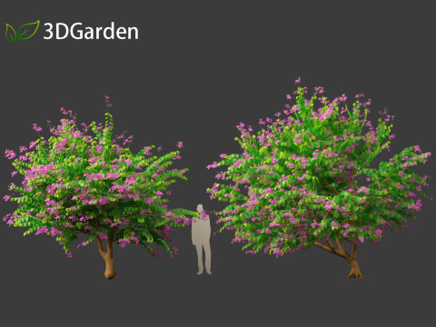 Bauhinia purpurea - Orchid Tree 3D Model