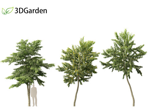 Cananga odorata - Ylang Ylang Modello 3D