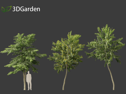 Cananga odorata - Ylang Ylang Modello 3D